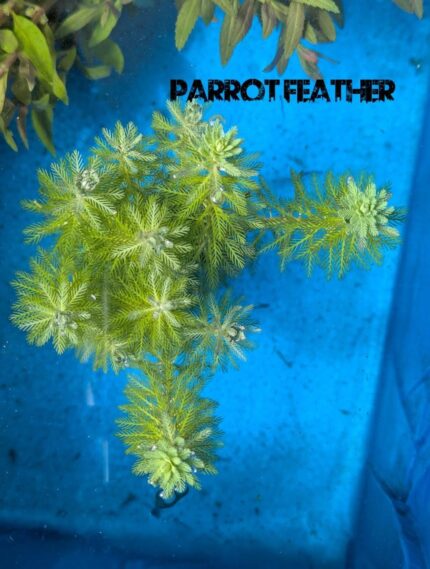 Parrot feather