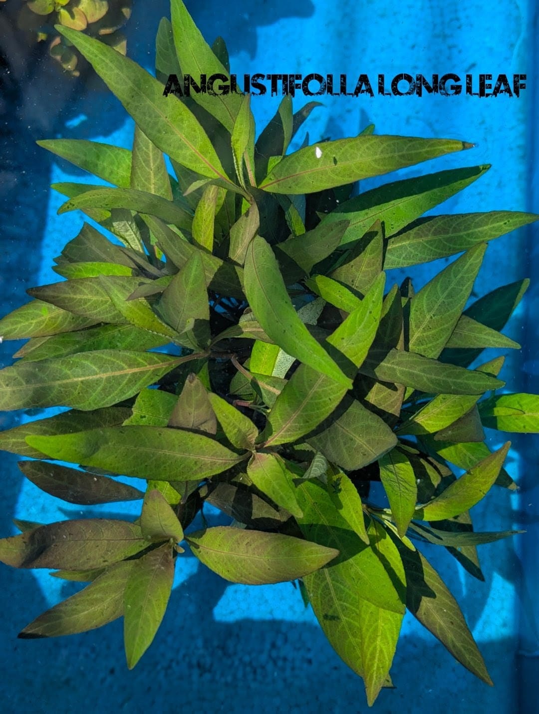 WhatsApp Image 2026-04-22 at 9.55.39 AM (1) Angustifolla long leaf - Image 1